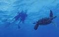  snorkeling tours