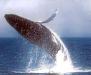 Kauai Hawaii Whale Watching