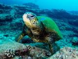  Scuba Diving in Kauai