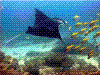  Scuba Dive Kauai