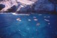 Kauai Snorkeling